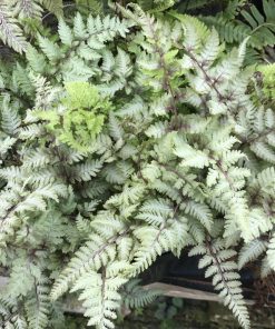 Green White Fern Seeds for Planting – Heirloom, Non-GMO, Hardy High Germination Variety