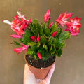 Deep Red Schlumbergera Flower Seeds for Planting – Heirloom, Non-GMO Long-Bloom Organic Garden Seeds