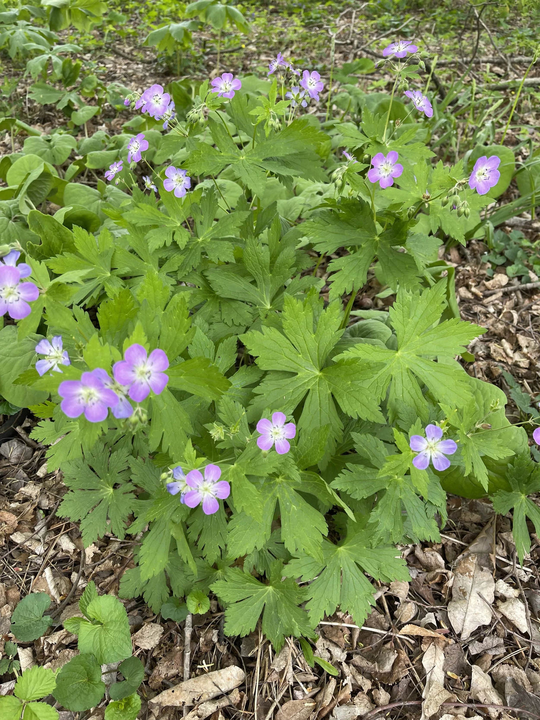 Light Lavender Geranium Flower Seeds for Planting – Heirloom, Non-GMO, High Germination Organic Garden Seeds
