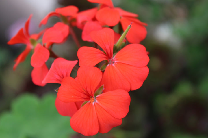 Red Geranium Flores Flower Seeds for Planting – Heirloom, Non-GMO, High Germination Organic Garden Seeds