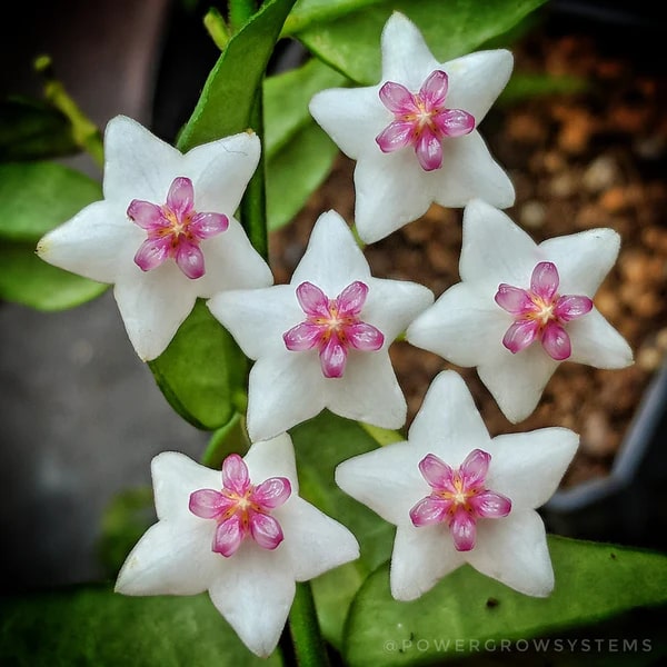 White Pink Hoya Flower Seeds for Planting – Premium Heirloom Non-GMO High Germination Seeds