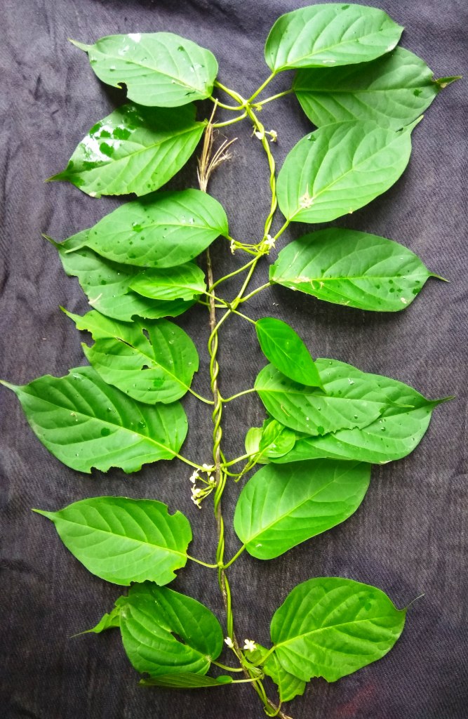 Flower Seeds, Seeds,Seeds For Planting,Plant Seeds