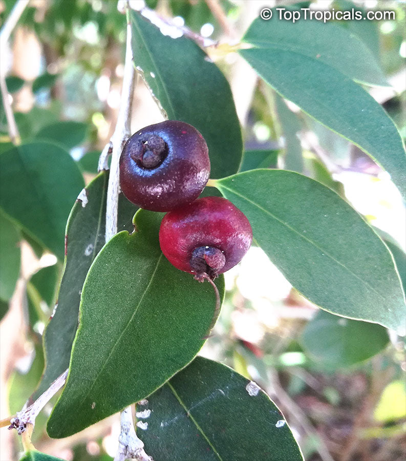 Red Eugenia Rhombea Fruit Seeds for Planting – Heirloom & Non-GMO Garden seeds, tropical fruits for warm climates