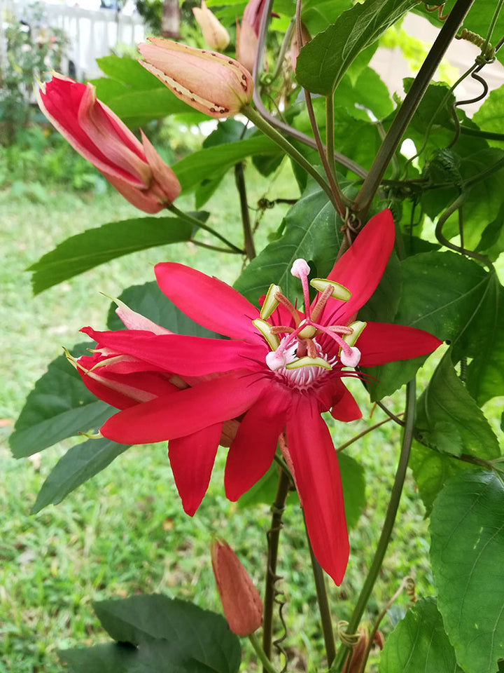 Red Crimson Flower Seeds for Planting – Heirloom Non-GMO, High Germination Organic Garden Seeds