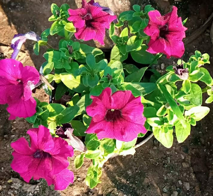 Black Pink Petunia Flower Seeds for Planting – Heirloom, Non-GMO, Hardy Easy Grow, High Germination
