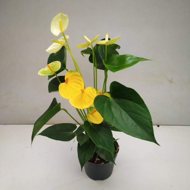Yellow Anthurium Andraeanu Flower Seeds for Planting | Heirloom Non-GMO High Germination Organic Garden Seeds