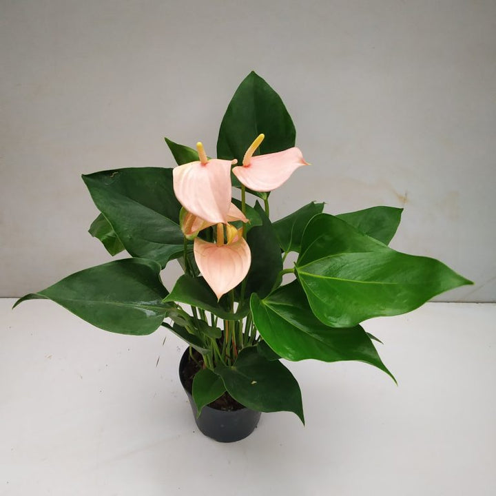 Peach Anthurium Flower seeds for Planting – Cottage Garden Essential, Heirloom &amp; Non-GMO Seeds