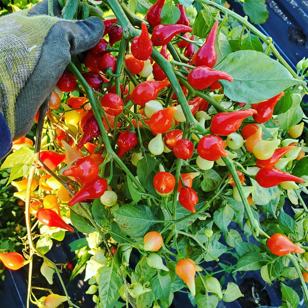 Biquinho Pepper Seeds – Heirloom Non-GMO Sweet Brazilian Chili Vegetable Seeds for Planting, Organic Garden Seeds