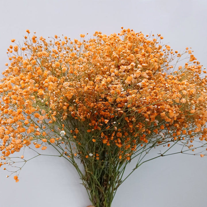 Flower Seeds, Seeds,Seeds For Planting,Plant Seeds