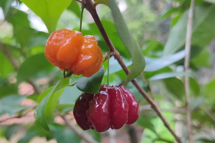 Surinam Cherry Fruit Seeds for Planting – Heirloom, Non-GMO Seeds for Tropical Flavorful Trees