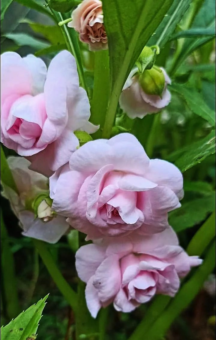 Baby Pink Balsam Flower seeds for Planting - Perfect for Borders, Heirloom & GMO Free Seeds for Home Garden