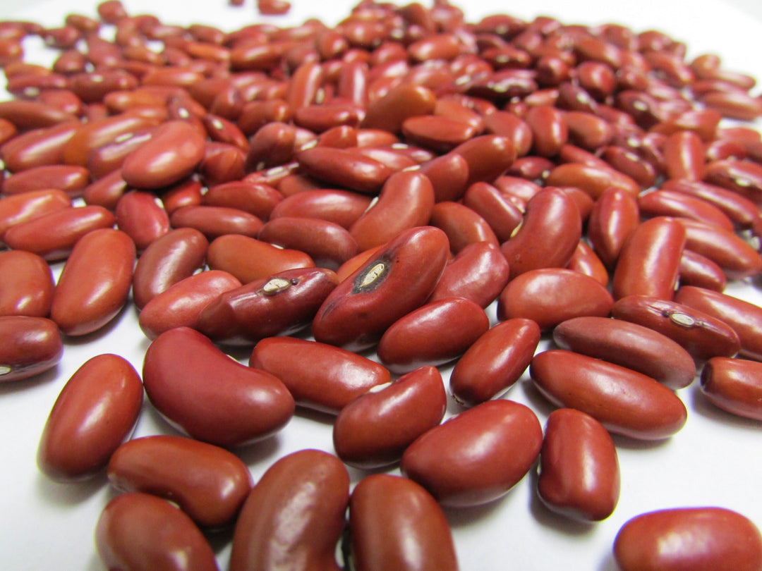 Red Bean Seeds for Planting – Heirloom & Non-GMO Classic Culinary and Protein Variety