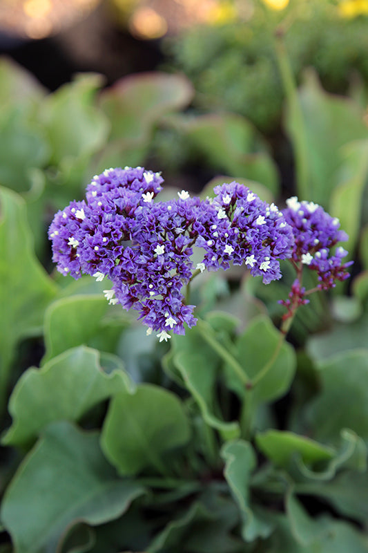 Limonium Flower Seeds for Planting | Heirloom Non-GMO High Germination Seeds