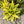 Flower Seeds, Seeds,Seeds For Planting,Plant Seeds