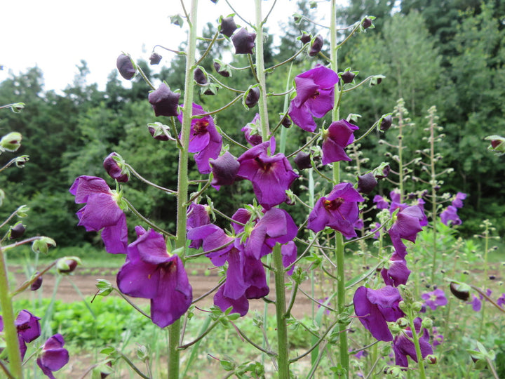 Purple Mullein Flower Seeds for Planting – Heirloom Non-GMO, Pollinator Friendly High Germination Organic Garden Seeds
