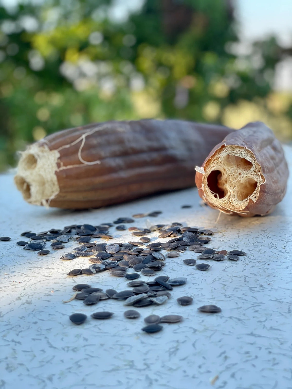 Sponge Gourd Seeds for Planting – Heirloom Non-GMO Edible Luffa Vegetable Seeds with High Germination for Organic Gardens