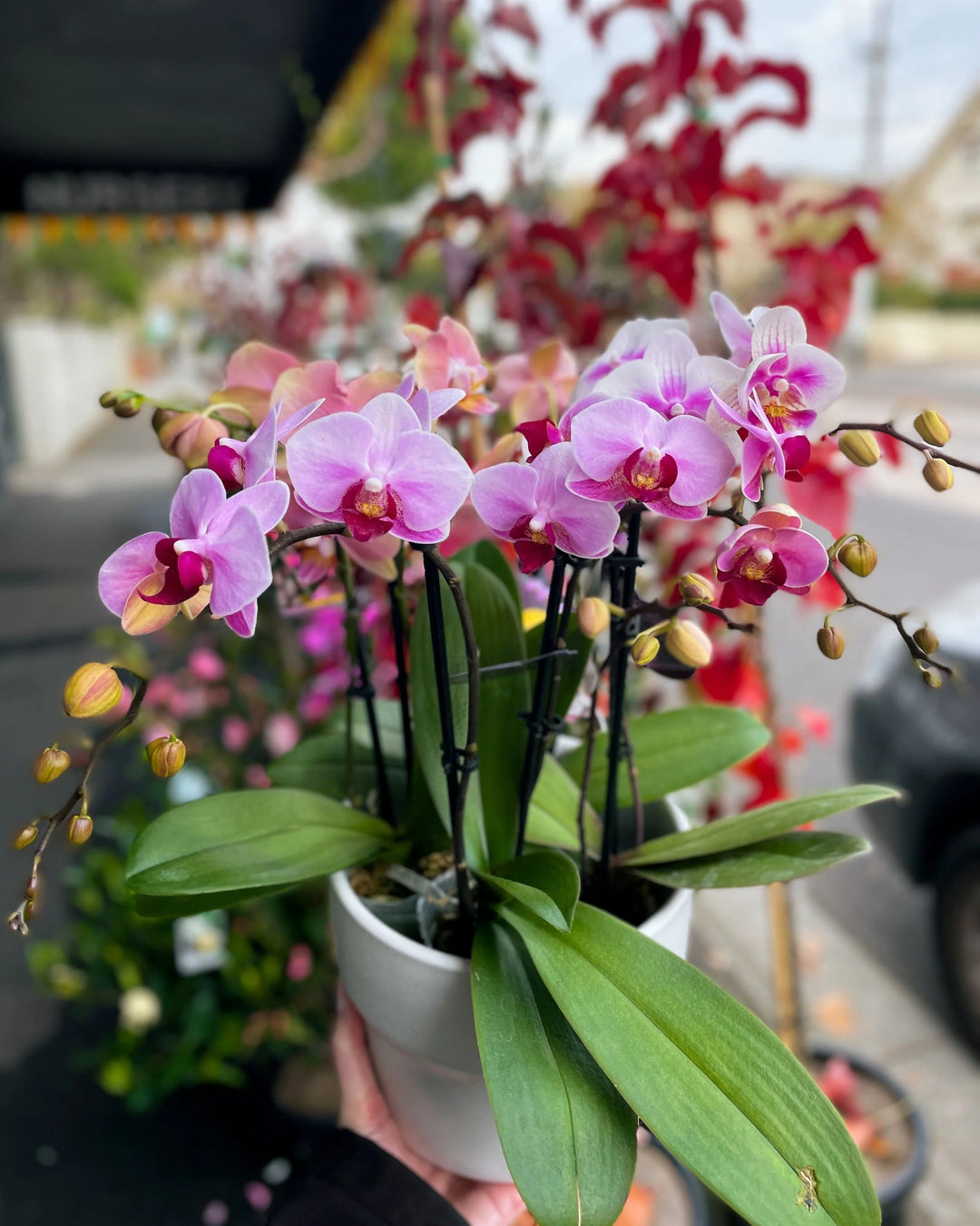 Mixed Phalaenopsis Orchid Flower Seeds for Planting – Heirloom, Non-GMO, High Germination Organic Garden Seeds