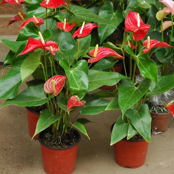 Anthurium Andraeanum Seeds | Heirloom Non-GMO Flower Seeds for Planting