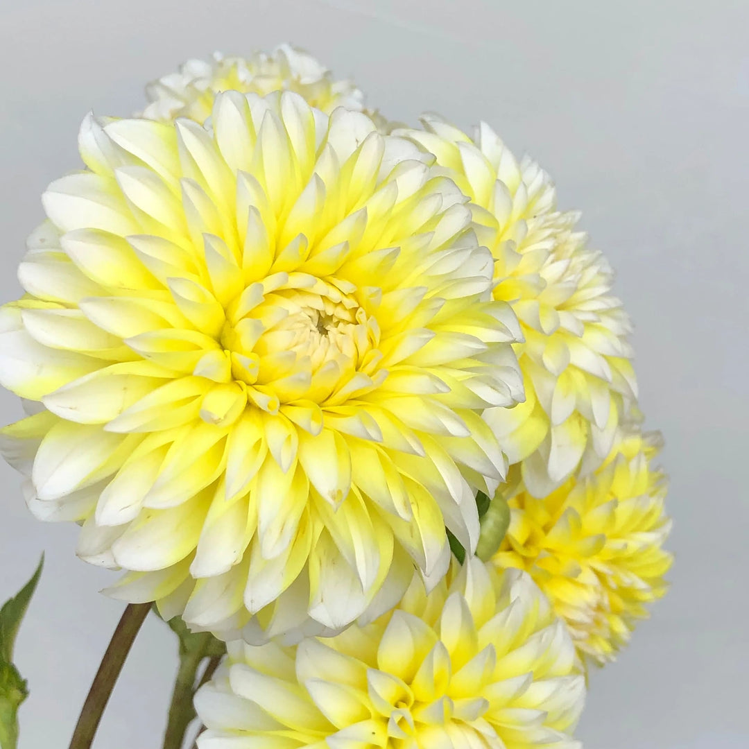 Yellow White Dahlia Flower Seeds for Planting – Heirloom, Non-GMO, High Germination Organic Garden Seeds
