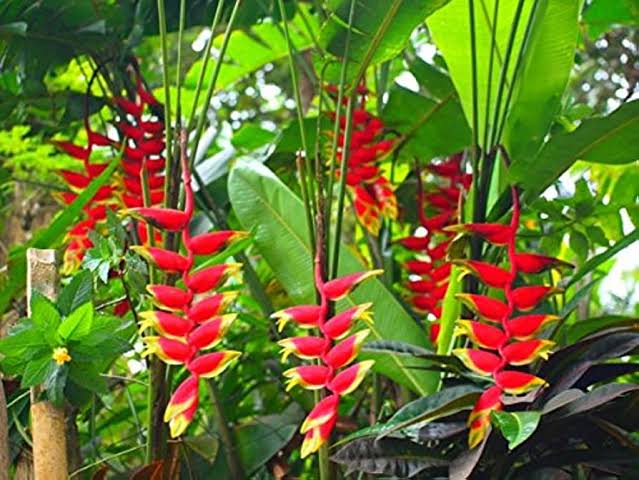 Heliconia Rostrata Flower Seeds – Heirloom Non-GMO Tropical Garden Blooms