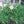 White Tepary Bean Vegetable Seeds for Planting – Heirloom & Non-GMO Garden Seeds