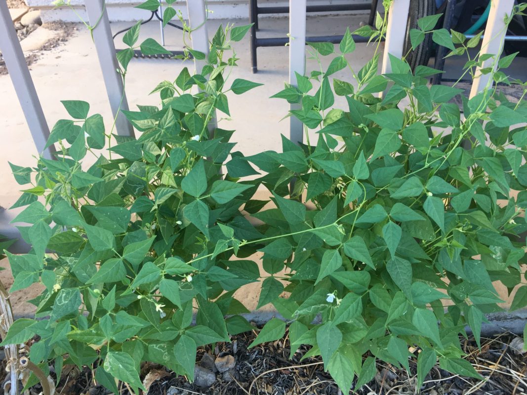 White Tepary Bean Vegetable Seeds for Planting – Heirloom & Non-GMO Garden Seeds