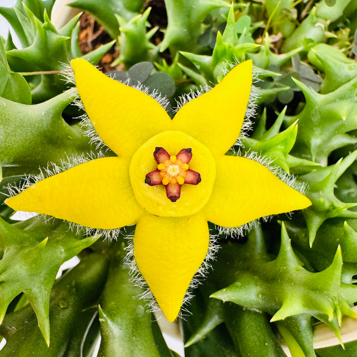 Stapelia Pulchella Succulent Flower Seeds for Planting – Heirloom, Non-GMO, High Germination, Organic Garden Seeds