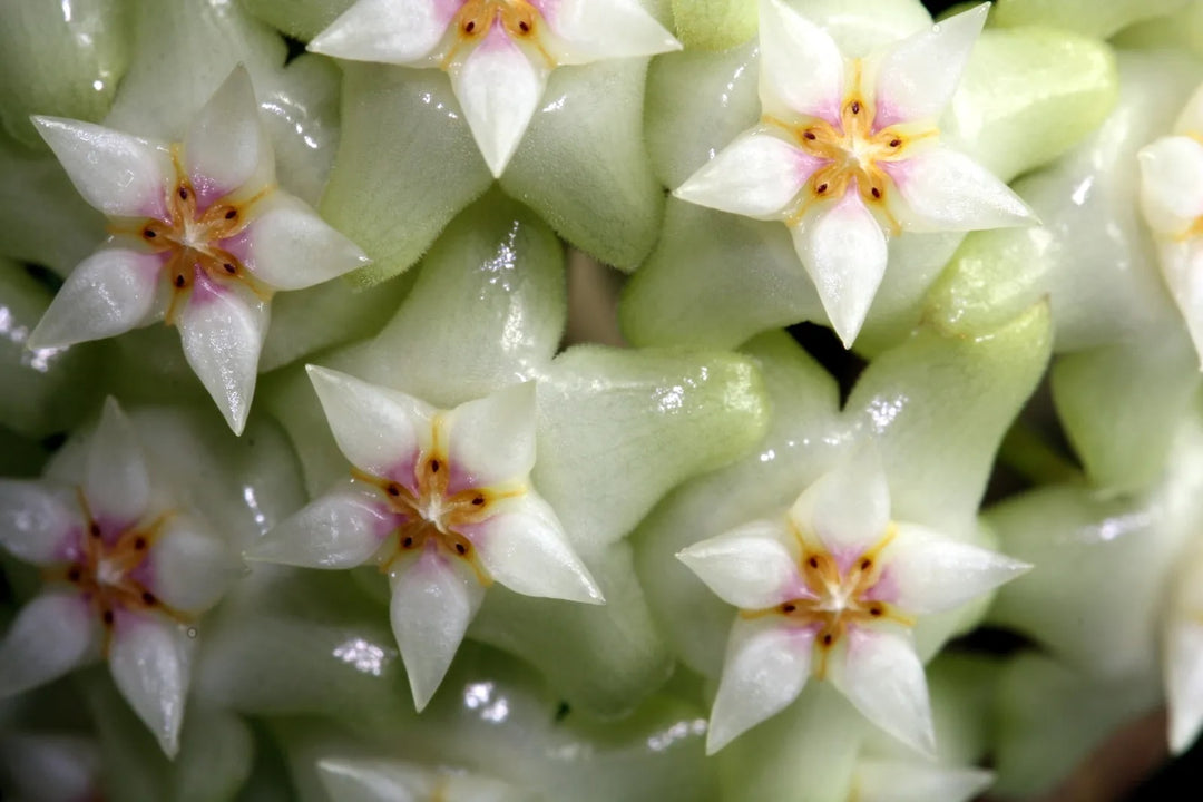 Lime Green Hoya Carnosa Flower Seeds for Planting – Heirloom, Non-GMO, Organic Garden Seeds