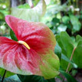 Green Red Anthurium Flower Seeds for Planting – Heirloom, Non-GMO, High Germination Organic Garden Seeds