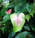 Green Red Anthurium Flower Seeds for Planting – Heirloom, Non-GMO, High Germination Organic Garden Seeds