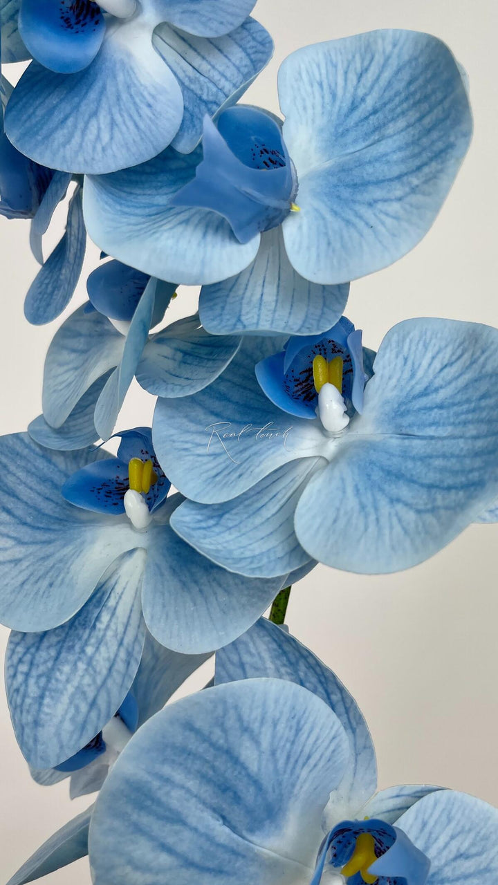 Sky Blue Orchid Flower Seeds for Planting – Heirloom Non-GMO, High Germination Organic Garden Seeds