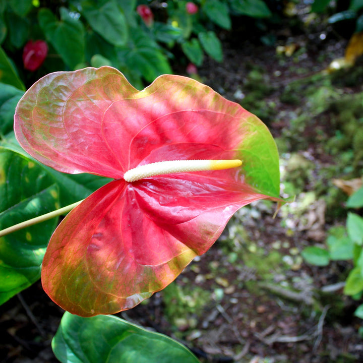 Flower Seeds, Seeds,Seeds For Planting,Plant Seeds
