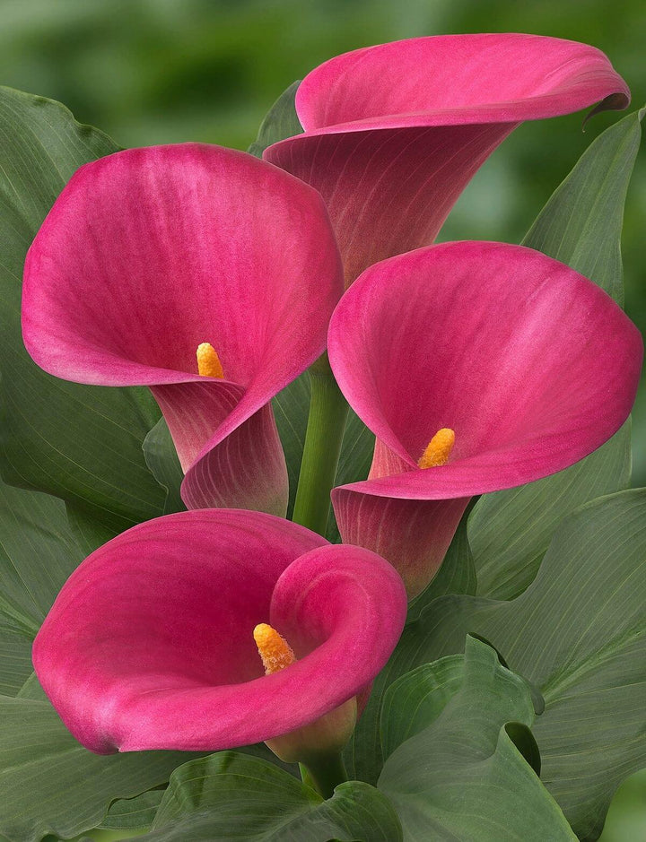 Dark Pink Calla Flower Seeds for Planting – Heirloom, Non-GMO, Premium Quality, High Germination