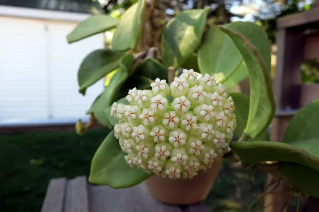 Lemon Yellow Hoya Carnosa Flower Seeds for Planting – Heirloom, Non-GMO, High Germination Organic Garden Seeds