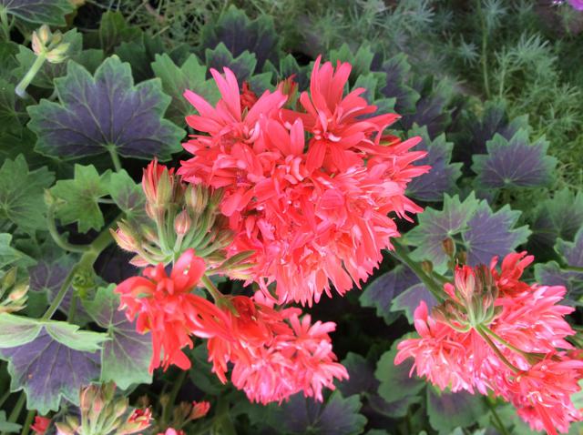Pelargonium Flower Seeds for Planting Light Red – Cut Flower Favorite, Heirloom, Non-GMO, High Germination Organic Garden Seeds
