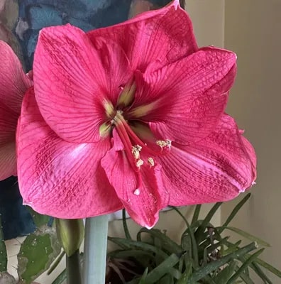 Dark Pink Amaryllis Flower Seeds for Planting – Heirloom, Non-GMO, High Germination Organic Garden Seeds