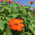 Orange Tithonia Flower Seeds for Planting – Heirloom, Non-GMO, High Germination Organic Garden Seeds