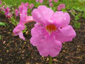 Hardy Gloxinia Flower Seeds for Planting – Low Maintenance Heirloom Non-GMO High Germination Garden Seeds