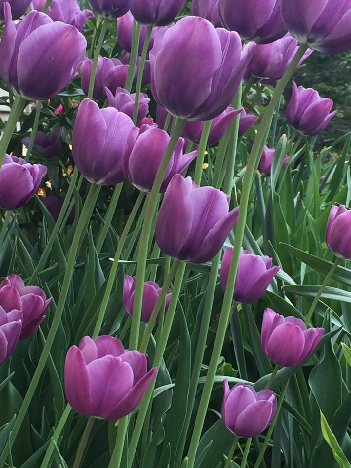 Purple Tulip Flower Seeds for Garden – Heirloom, Non-GMO, High Germination, Garden Favorite Seeds for Planting
