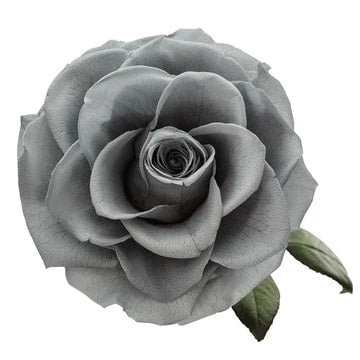 Gray Rare Rose Flower Seeds for Planting – Heirloom Non-GMO Seeds (High Germination)