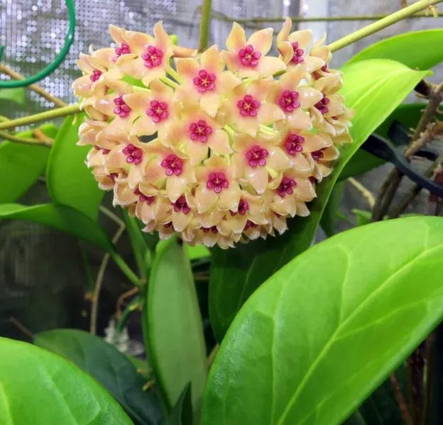 Pink Yellow Hoya Flower Seeds for Planting – Cut Flower Favorite, Heirloom &amp; Non-GMO Home Garden Seeds