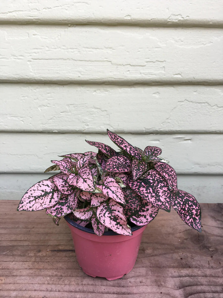 Pink Hypoestes Polka Flower Seeds for Planting – Heirloom Non-GMO, High Germination Organic Garden Seeds