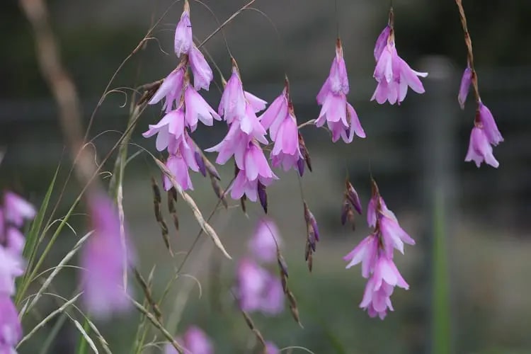 Purple Dierama Pendulum Flower Seeds for Planting – Heirloom Non-GMO, High Germination Organic Garden Seeds