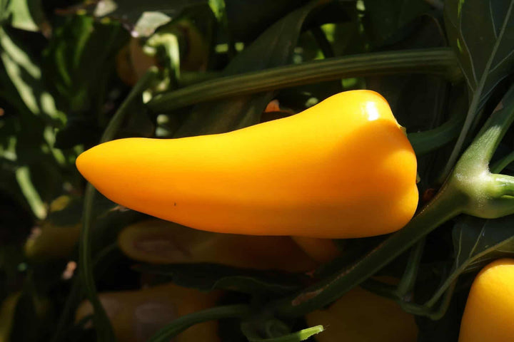 Yellow Hot Pepper Vegetable Seeds for Planting – Heirloom & Non-GMO Seeds for Bold Color and Spicy Flavor