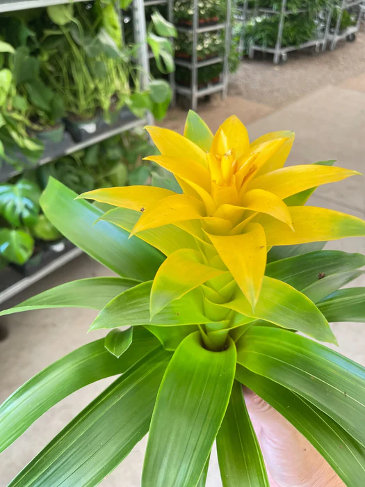 Yellow Bromeliad Seeds – Heirloom, Non-GMO, High Germination Organic Garden Seeds for Planting