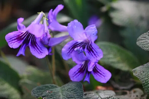 Streptocarpus Flower Seeds for Planting – Heirloom Non-GMO, High Germination Organic Garden Seeds