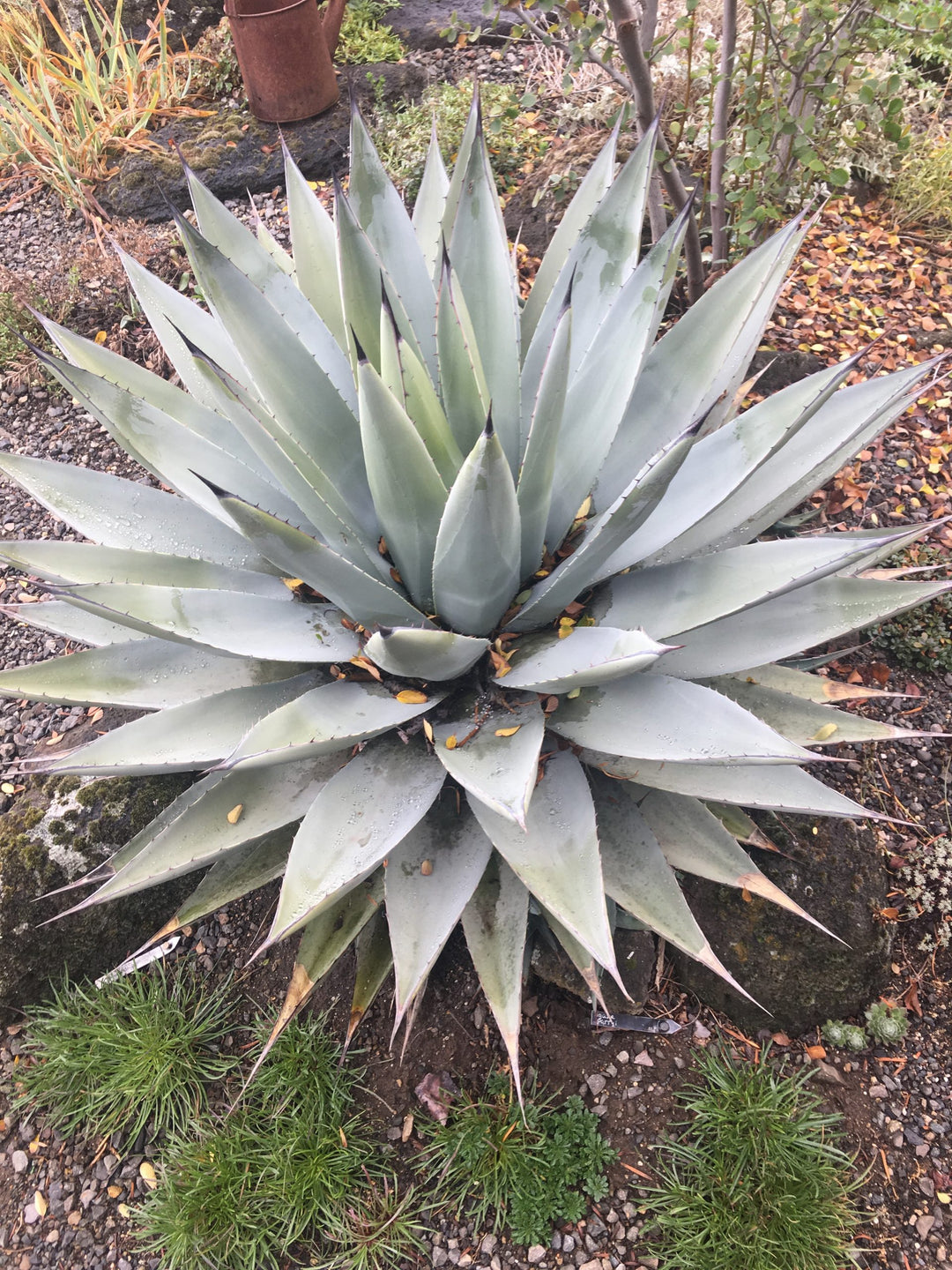 Silver Agave Flower Seeds for Planting – Heirloom Non-GMO, High Germination Organic Garden Seeds