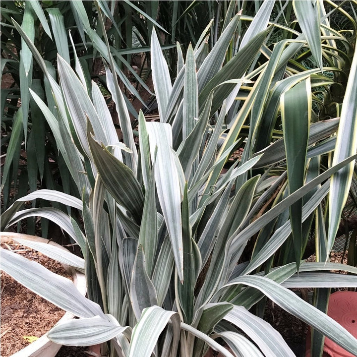 Silver Sansevieria Seeds for Planting – Heirloom, Non-GMO, Long Bloom Season, High Germination