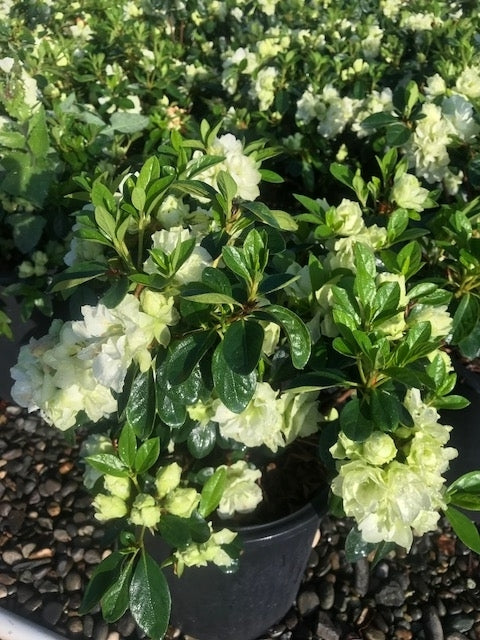 Green Azalea Flower Seeds for Planting – Heirloom, Non-GMO, High Germination Organic Garden Seeds