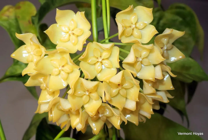 Light Yellow Hoya Flower Seeds for Planting – Garden Favorite, Heirloom & Non-GMO Organic Garden Seeds